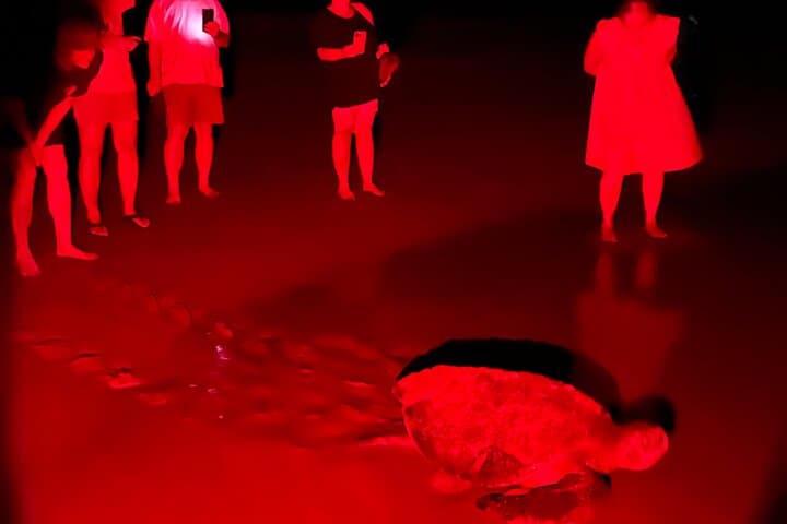 Tamarindo Turtle Watching Night Tours with Expert Naturalist — Sea Turtle Nesting Experience photo 3