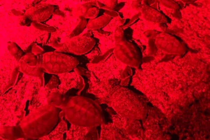Tamarindo Turtle Watching Night Tours with Expert Naturalist — Sea Turtle Nesting Experience photo 5