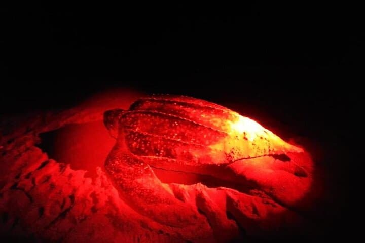Tamarindo Turtle Watching Night Tours with Expert Naturalist — Sea Turtle Nesting Experience photo 6
