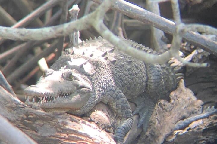 Tamarindo Mangrove Wildlife Cruise: Birdwatching, Crocodiles & Monkeys photo 2