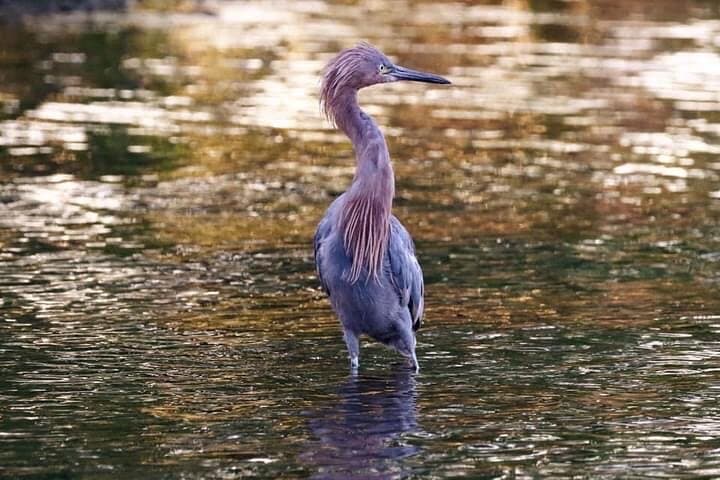 Tamarindo Mangrove Wildlife Cruise: Birdwatching, Crocodiles & Monkeys photo 5