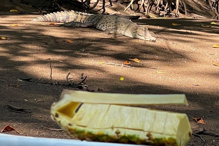 Tamarindo Mangrove Wildlife Cruise: Birdwatching, Crocodiles & Monkeys photo 3