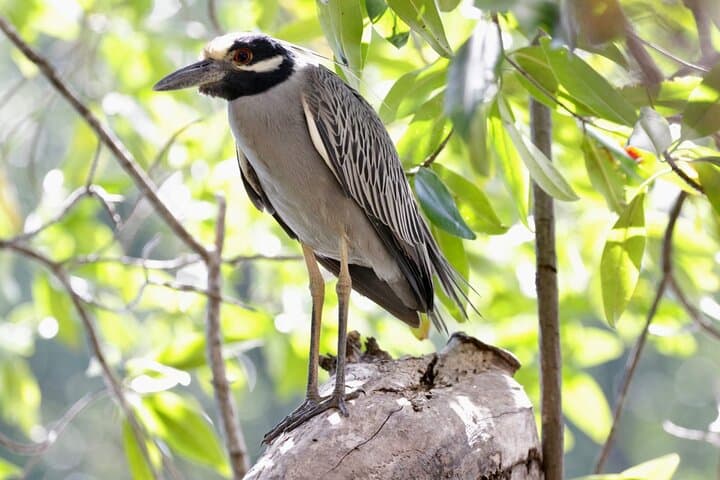 Tamarindo Mangrove Wildlife Cruise: Birdwatching, Crocodiles & Monkeys photo 6