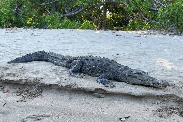 Tamarindo Mangrove Wildlife Cruise: Birdwatching, Crocodiles & Monkeys photo 4
