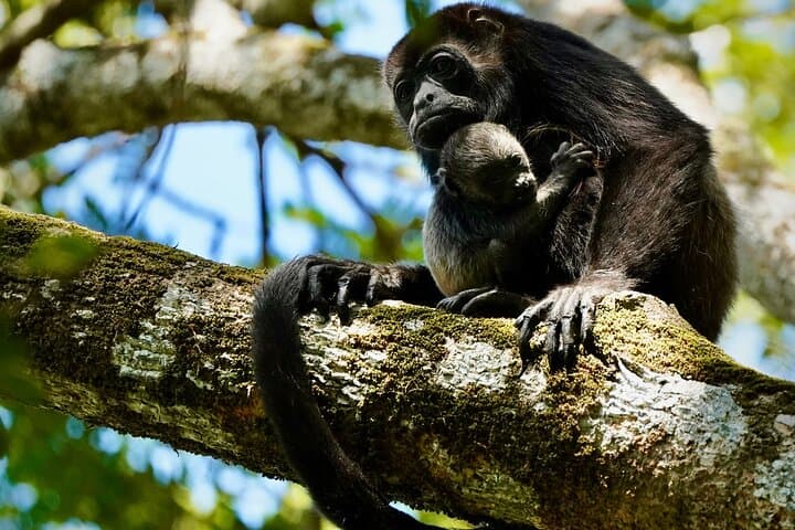 Tamarindo Mangrove Wildlife Cruise: Birdwatching, Crocodiles & Monkeys