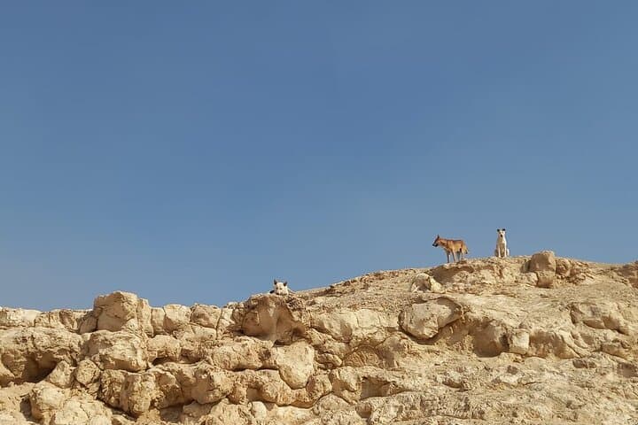 Wadi Degla Canyon Hike: Half-Day Gorge Trek Near Cairo photo 3