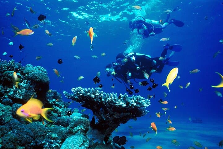 Kallithea Scuba Diving: Try Dives & Reef Excursions off Rhodes photo 2