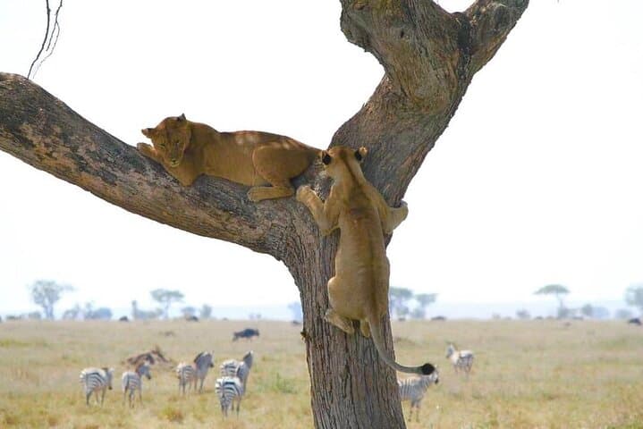 4-Day Northern Circuit Safari from Zanzibar to Ngorongoro, Tarangire & Lake Manyara