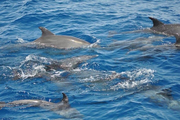 Red Sea Dolphin & Snorkel Day Trip from Makadi Bay, Sahl Hasheesh and Safaga photo 1