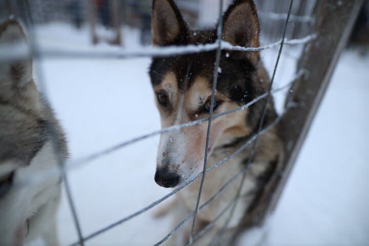 Rovaniemi Santa Claus Village Husky and Reindeer Combo Safari photo 4