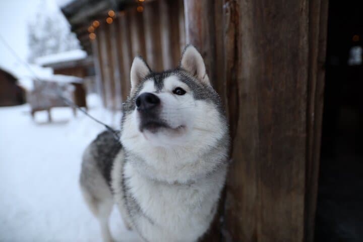 Rovaniemi Santa Claus Village Husky and Reindeer Combo Safari photo 6