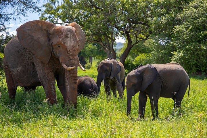 3-Day Arusha Safari: Tarangire & Ngorongoro Crater Wildlife Tour photo 2