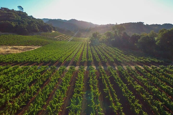 Farm-to-Glass Crete: Olive Mill, Family Winery & Traditional Soap Workshop photo 4