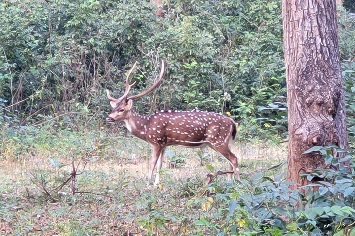 8-Day South India Tour: Munnar, Backwaters & Kabini Wildlife photo 2