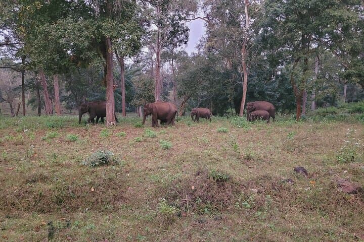 8-Day South India Tour: Munnar, Backwaters & Kabini Wildlife photo 3