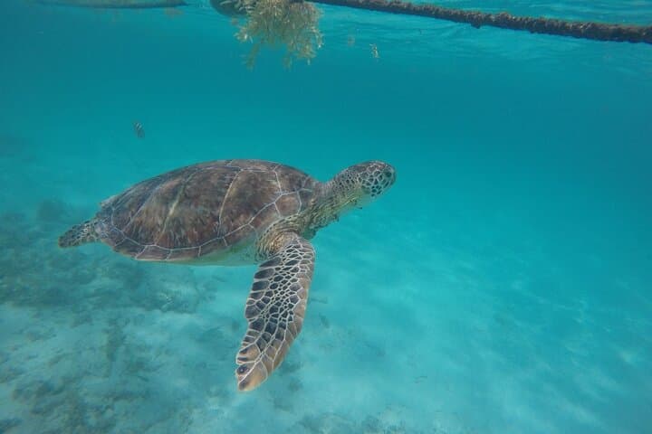 Akumal Half-Day Turtle Snorkel — Swim with Sea Turtles and Relax on the Beach photo 2