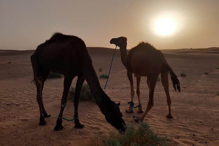 3-Day Private 4x4 Desert Circuit: Ouarzazate to M'Hamid and Chegaga photo 2