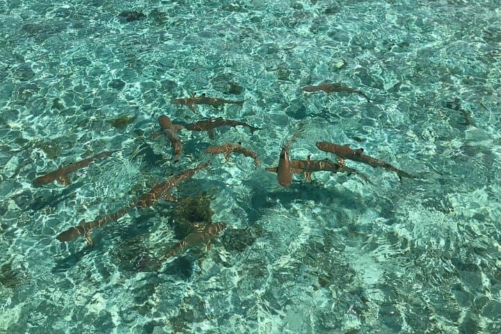 Private Bora Bora Lagoon Tour with Snorkeling and Onboard Lunch photo 6