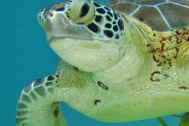 Akumal Half-Day Turtle Snorkel — Swim with Sea Turtles and Relax on the Beach photo 3