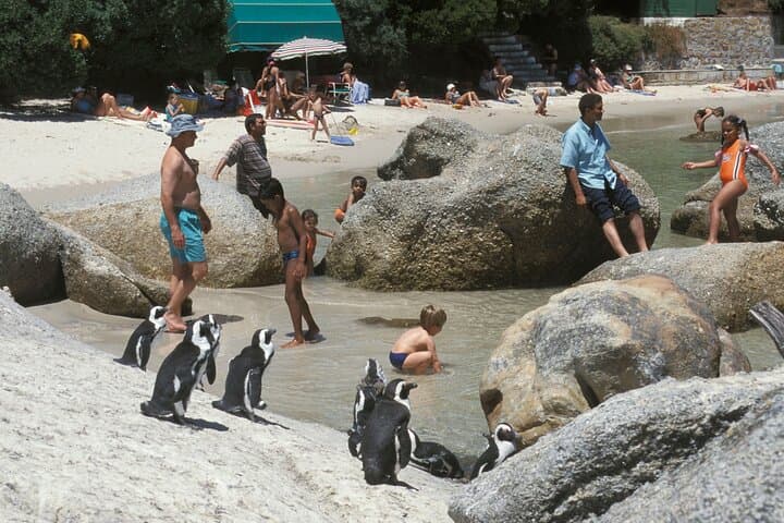 Boulders Beach Penguin Encounter: Half‑Day Cape Town Tour via Chapman's Peak photo 2