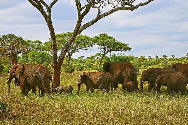 4-Day Northern Circuit Safari from Zanzibar to Ngorongoro, Tarangire & Lake Manyara photo 2