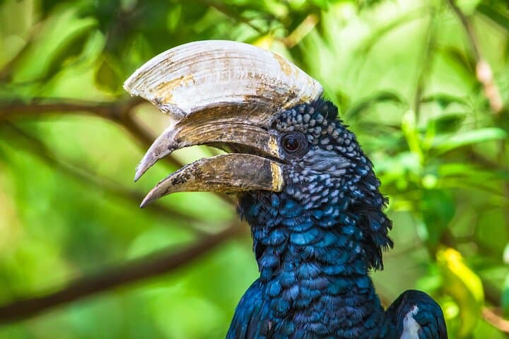 4-Day Northern Circuit Safari from Zanzibar to Ngorongoro, Tarangire & Lake Manyara photo 3