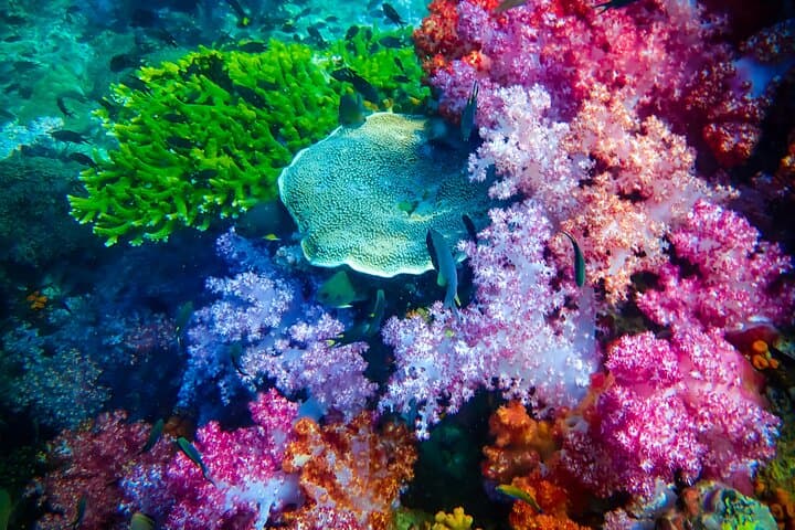 Full-Day Koh Lipe 7 Islands Snorkeling Trip with Lunch — Guide to Snorkeling the 7 Islands photo 5