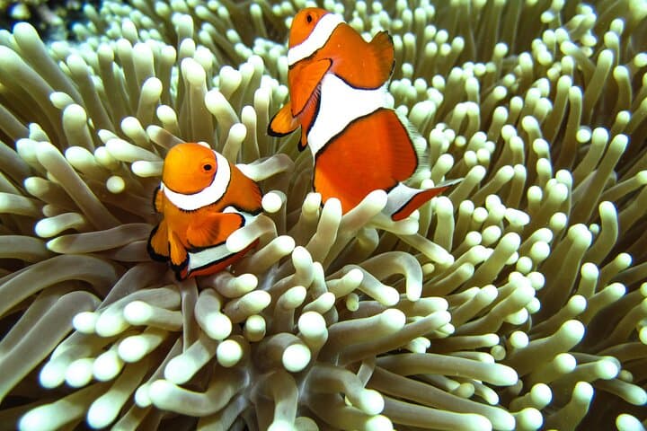 Full-Day Koh Lipe 7 Islands Snorkeling Trip with Lunch — Guide to Snorkeling the 7 Islands photo 6