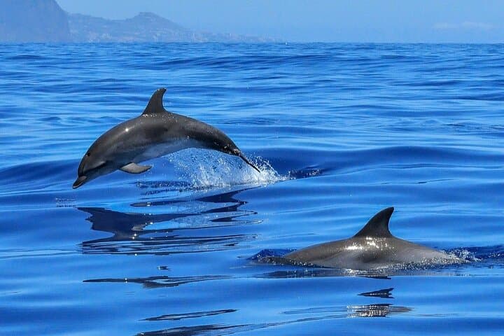 Setúbal Private Dolphin-Watching Tour from Lisbon