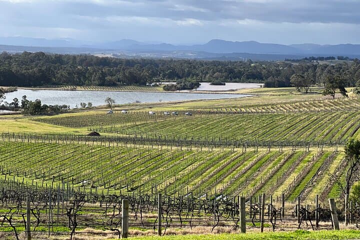 Private Hunter Valley Wine Day Tour from Sydney — Luxury Mercedes Transfer photo 2