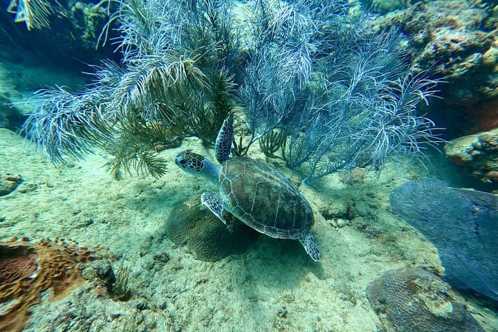 Aguadilla Shore Snorkeling Adventure: Guided Reef Tours & Sea Turtles photo 5