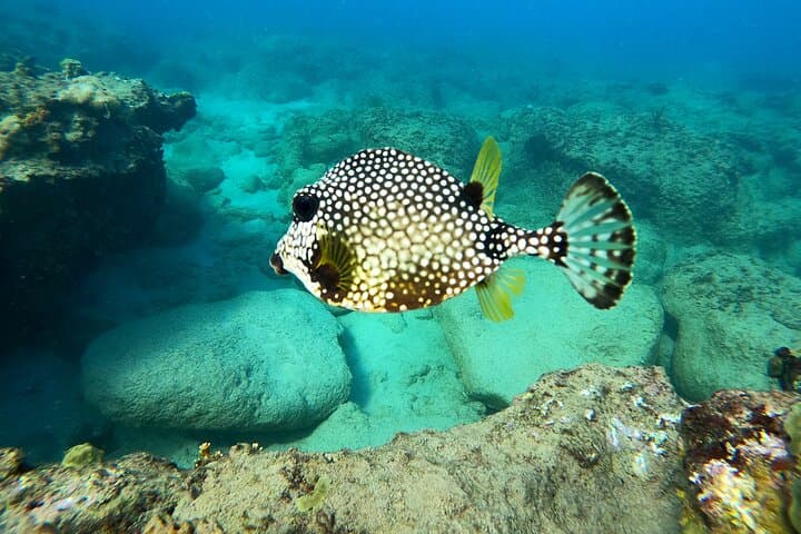 Aguadilla Shore Snorkeling Adventure: Guided Reef Tours & Sea Turtles photo 3