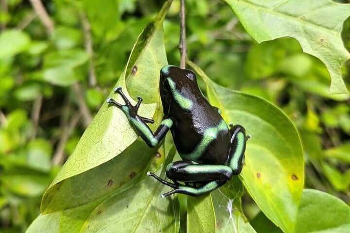 Jaco Rainforest Waterfall Hike & Horseback Birdwatching Adventure photo 3