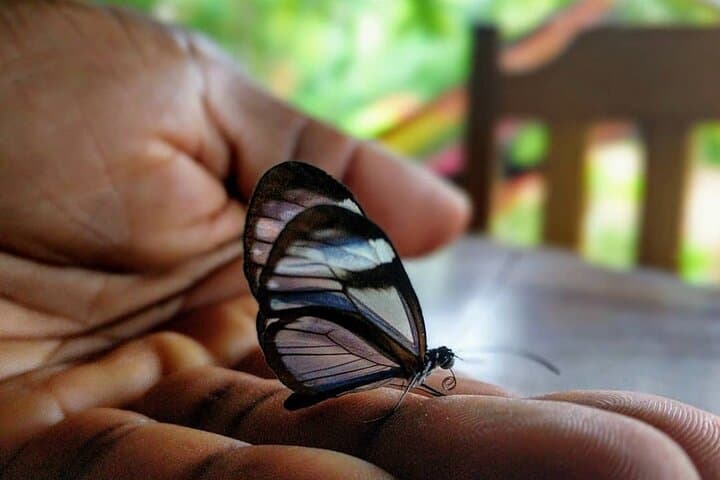 Jaco Rainforest Waterfall Hike & Horseback Birdwatching Adventure photo 5