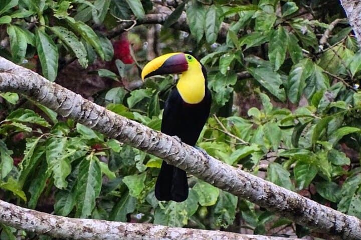 Jaco Rainforest Waterfall Hike & Horseback Birdwatching Adventure photo 6