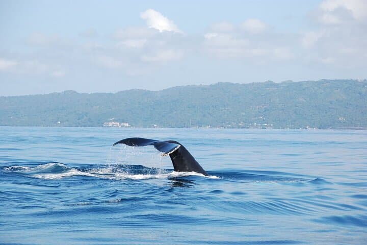Samaná Bay Whale Watching & El Limón Waterfall Day Trip