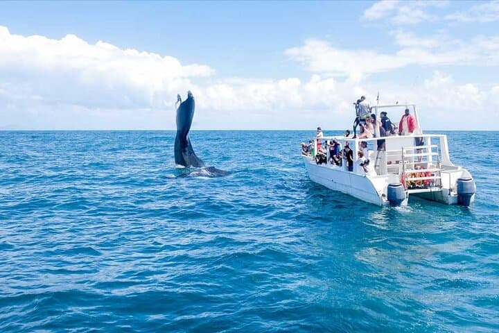 Full-Day Whale Watching in Samaná Bay with Cayo Levantado Beach Visit photo 3