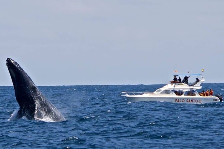 Full-Day Whale Watching in Samaná Bay with Cayo Levantado Beach Visit