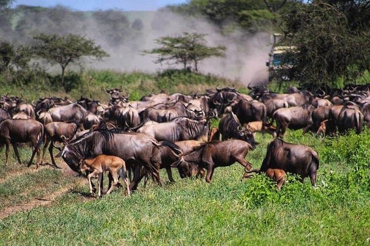 Migration Calving Safari: 5-Day Ndutu & Serengeti Wildlife Journey photo 2