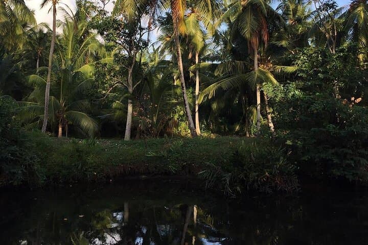 Negombo Lagoon & Muthurajawela Bird Watching Boat Tour — Mangrove Wildlife Boat Trip Near Colombo photo 3