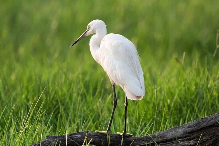 Negombo Lagoon & Muthurajawela Bird Watching Boat Tour — Mangrove Wildlife Boat Trip Near Colombo photo 2