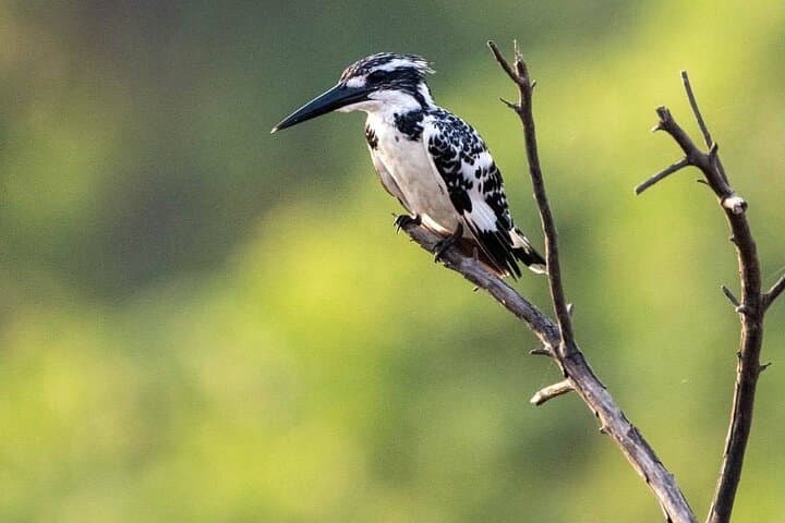 Negombo Lagoon & Muthurajawela Bird Watching Boat Tour — Mangrove Wildlife Boat Trip Near Colombo photo 4