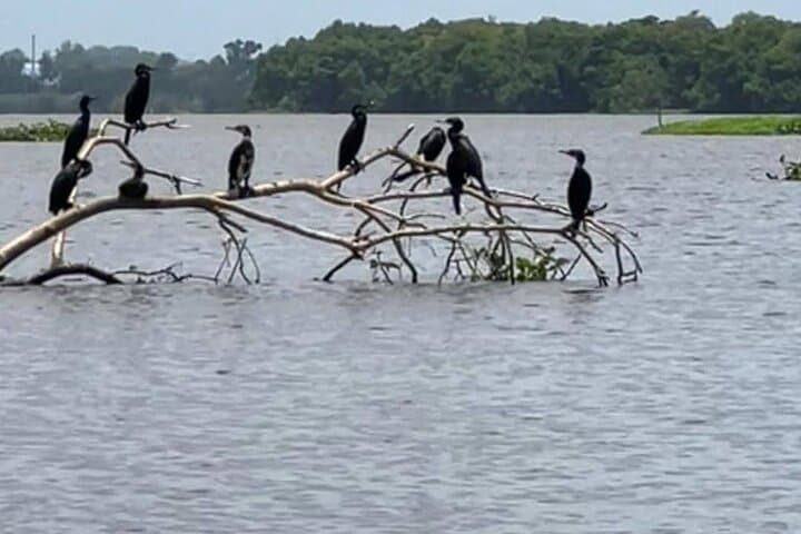 Negombo Lagoon & Muthurajawela Bird Watching Boat Tour — Mangrove Wildlife Boat Trip Near Colombo photo 6