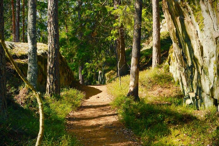 Forest Bathing and Healing Spring Water Near Stockholm photo 4