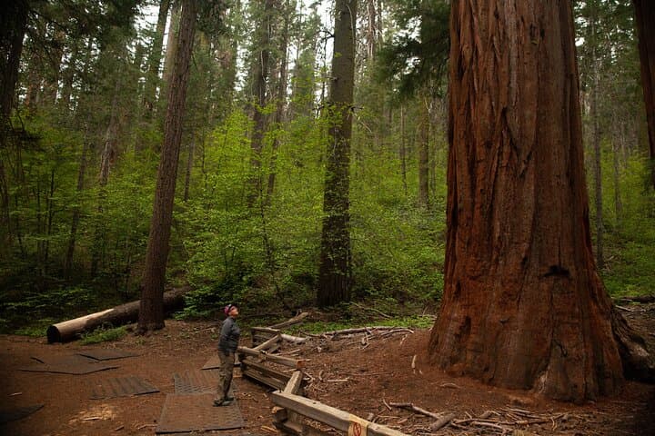 Yosemite High Country & Mariposa Grove Full-Day Small-Group Hike from Oakhurst photo 2
