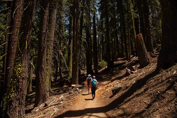 Yosemite High Country & Mariposa Grove Full-Day Small-Group Hike from Oakhurst photo 4