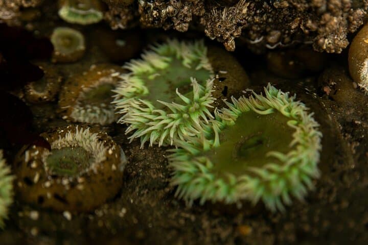 Full-Day Olympic National Park Small-Group Hike: Hoh Rainforest, Rialto Beach & Sol Duc photo 4