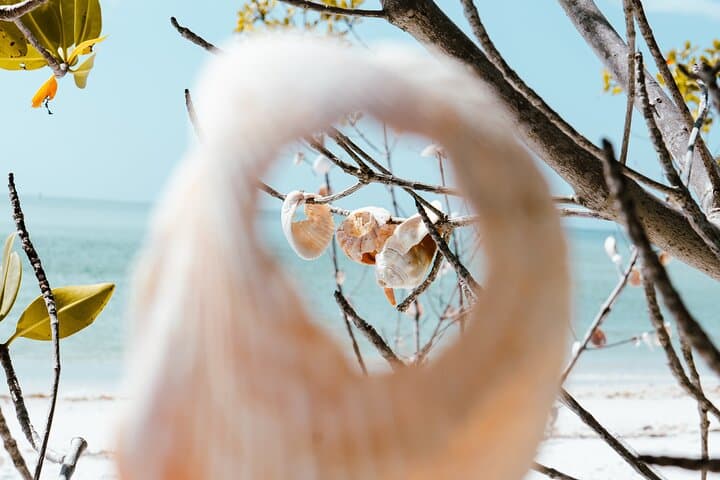 St. Pete Dolphin Watching and Shelling Adventure — 3-Hour Cruise to Shell Island photo 2