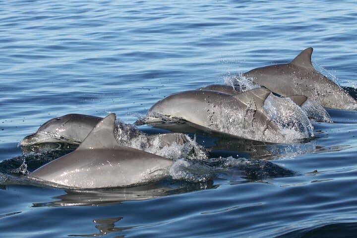 St. Pete Dolphin Watching and Shelling Adventure — 3-Hour Cruise to Shell Island photo 4