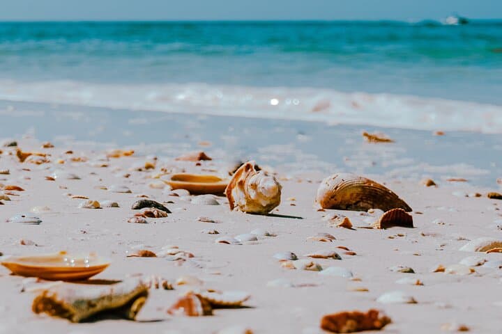 St. Pete Dolphin Watching and Shelling Adventure — 3-Hour Cruise to Shell Island photo 5